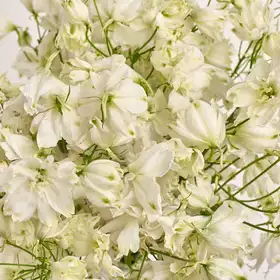 Букет 19 Білих Дельфініумів