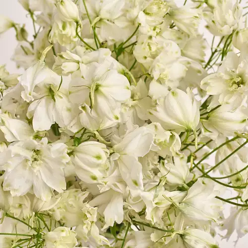 Зображення товару Букет 19 Білих Дельфініумів, пакування: Прозора, артикул: 3335