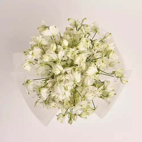 Product image Bouquet 19 White Delphiniums, packaging: Transparent, vendor code: 3335