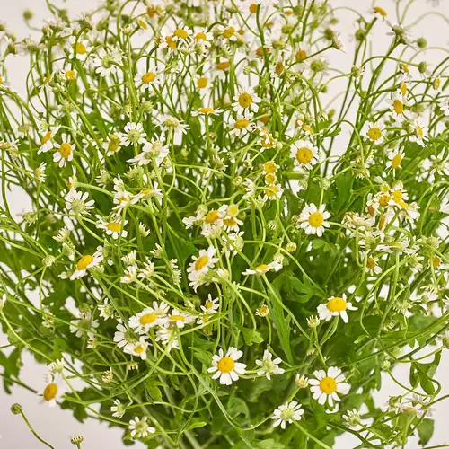 Product image Bouquet 15 Tanacetums, packaging: Gradiens violet, vendor code: 3336