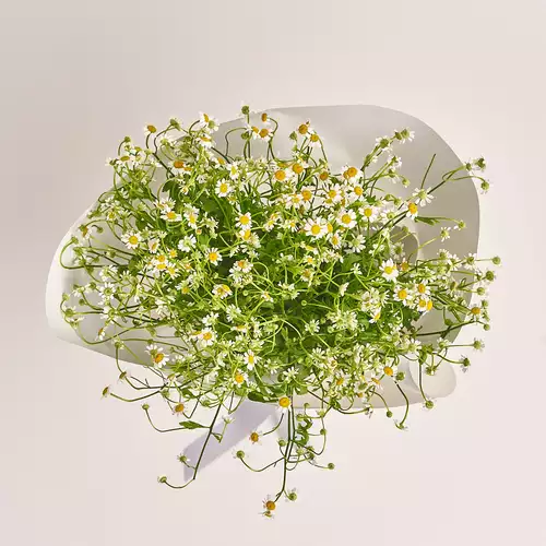 Product image Bouquet 15 Tanacetums, packaging: White, vendor code: 3336