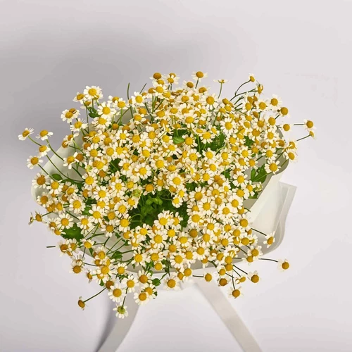 Product image Bouquet 15 Tanacetums, packaging: White, vendor code: 3336