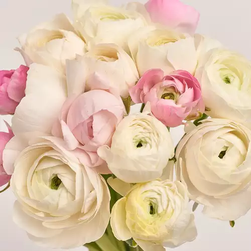 Product image Bouquet 15 Pale Pink Ranunculuses mix, packaging: Blue, vendor code: 3339