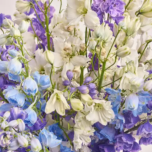 Product image Bouquet 25 Delphiniums mix, packaging: Transparent, vendor code: 3340