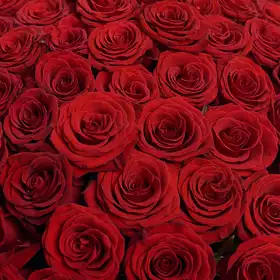 Букет 101 Красная роза Престиж