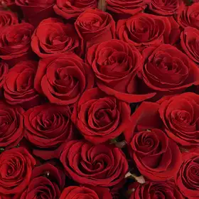 Букет 51 Красная роза Престиж