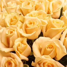 Букет 101 Персикова роза