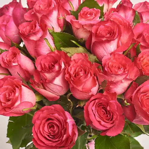 Product image Bouquet of 25 Roses Nicolette, packaging: Pink, vendor code: 3364