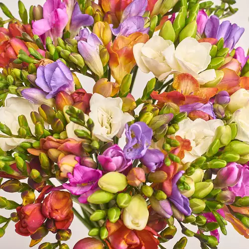 Product image Bouquet of 51 Freesias mix, packaging: Transparent, vendor code: 3367