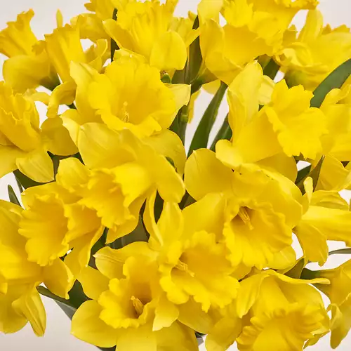 Изображение товара Букет 25 Желтых Нарцисcов, упаковка: Серая, артикул: 3368