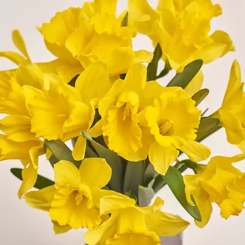 Изображение товара Букет 15 Желтых Нарцисcов, упаковка: Прозрачная, артикул: 3369