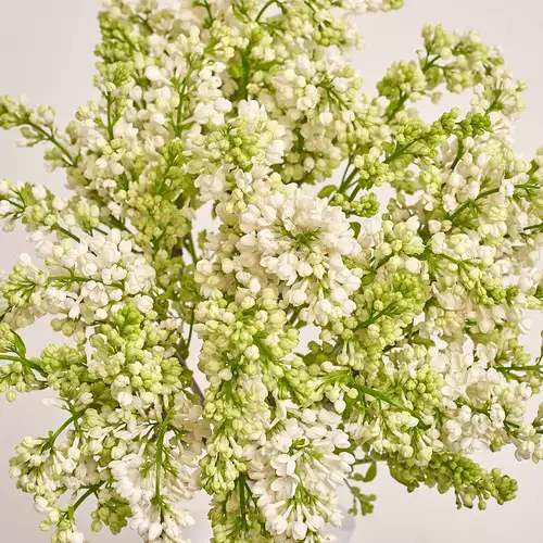 Изображение товара Букет 9 Веток Белой Сирени, упаковка: Градиент фиолетовый, артикул: 3371