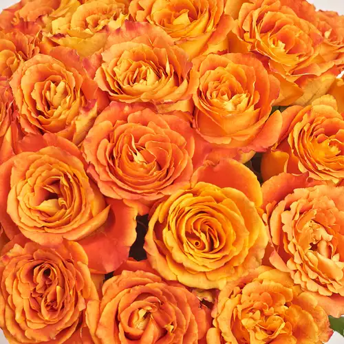 Product image Bouquet of 25 Roses Silantoi, packaging: Transparent, vendor code: 3372