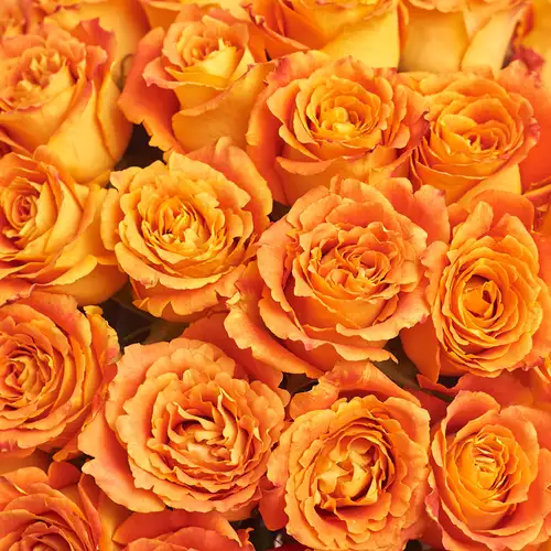 Product image Bouquet of 51 Roses Silantoi, packaging: White, vendor code: 3373