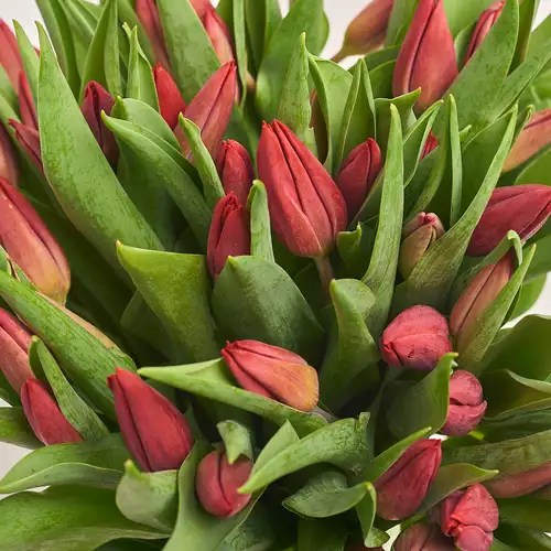 Product image Bouquet 51 Tulips Strong love, packaging: Gradiens blue, vendor code: 3375