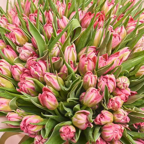 Product image Bouquet 151 Light Pink PionyTulips, packaging: Kafin rose, vendor code: 3376