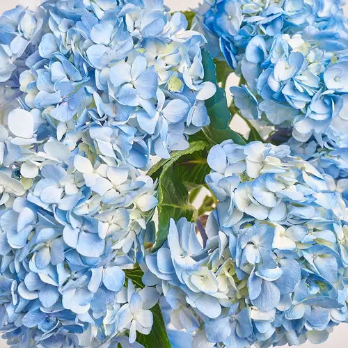 Product image Bouquet of 5 Blue Hydrangeas, packaging: Gradiens blue, vendor code: 3377