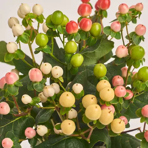 Product image Bouquet of 9 Нypericums mix, packaging: Without packaging, vendor code: 3379