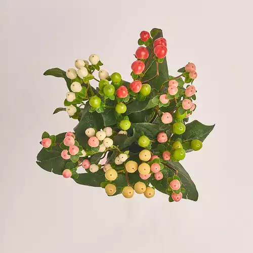 Product image Bouquet of 9 Нypericums mix, packaging: Without packaging, vendor code: 3379