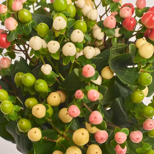 Product image Bouquet of 15 Нypericums mix, packaging: Kafin rose, vendor code: 3380