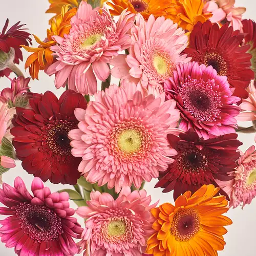 Product image Bouquet of 25 Gerberas mini mix, packaging: Kafin rose, vendor code: 3381