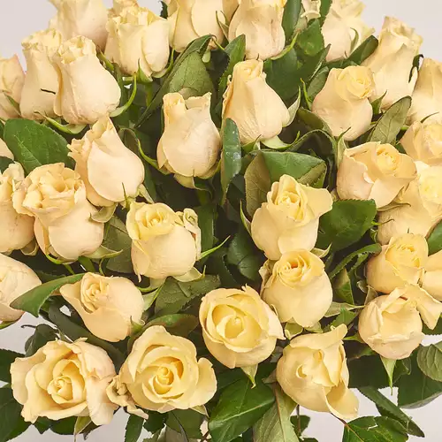 Product image Bouquet of 51 Roses Pearl Takazzi, packaging: Coral, vendor code: 3389