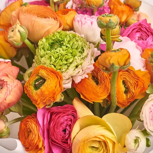 Изображение товара Букет 51 Ранункулюс Пастель микс, упаковка: Прозрачная, артикул: 3391