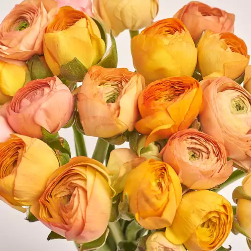 Изображение товара Букет 25 Ранункулюсов Пастель, упаковка: Каффин розовый, артикул: 3392