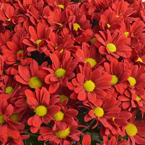 Изображение товара Букет 25 Красных хризантем Ромашек, упаковка: Зелёная, артикул: 3393
