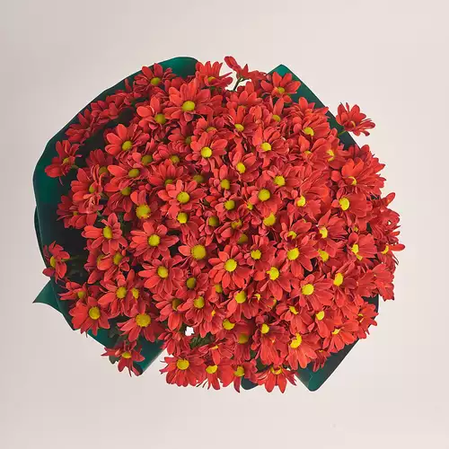Изображение товара Букет 25 Красных хризантем Ромашек, упаковка: Зелёная, артикул: 3393