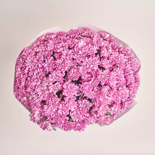 Изображение товара Букет 25 Розовых Хризантем, упаковка: Белая, артикул: 3394