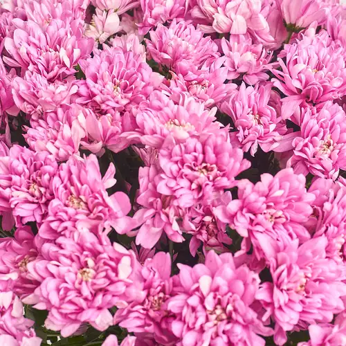 Изображение товара Букет 25 Розовых Хризантем, упаковка: Белая, артикул: 3394