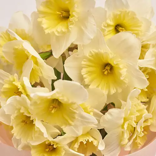 Изображение товара Букет 25 Кремовых Нарцисcов, упаковка: Каффин кремовый, артикул: 3397