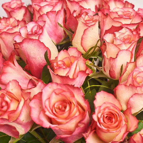 Product image Bouquet of 25 Roses Spark Condor, packaging: Gray, vendor code: 3398