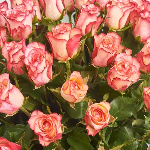 Product image Bouquet of 51 Roses Spark Condor, packaging: Blue, vendor code: 3399