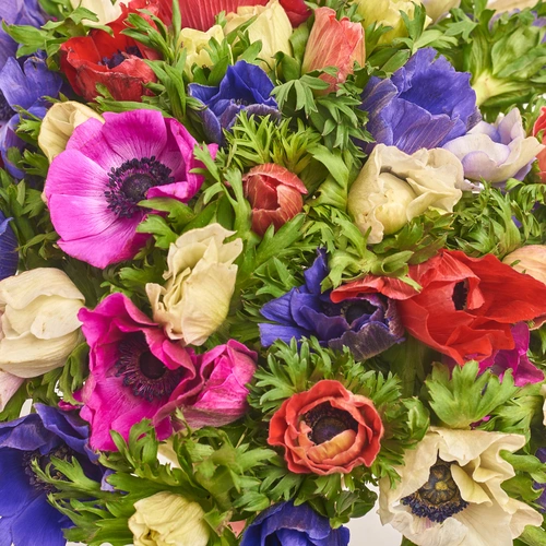 Product image Bouquet of 51 Аnemones mix, packaging: White, vendor code: 3400