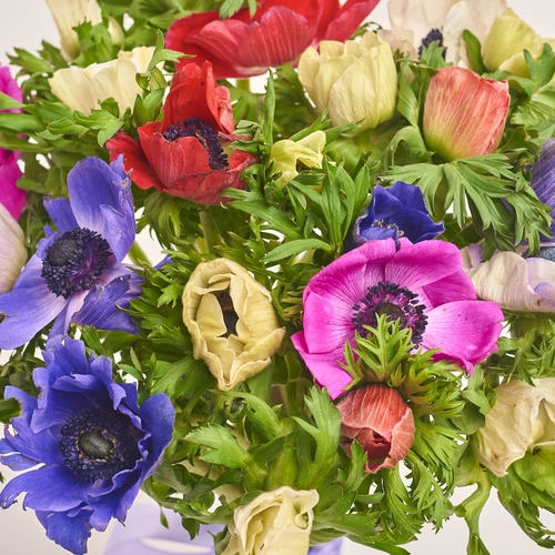Product image Bouquet of 25 Аnemones mix, packaging: Coral, vendor code: 3401