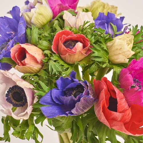 Product image Bouquet of 15 Аnemones mix, packaging: Blue, vendor code: 3402