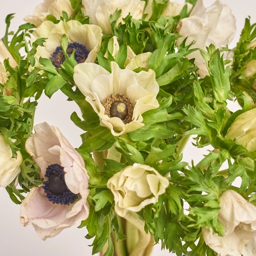 Product image Bouquet of 15 White Аnemones, packaging: Gradiens violet, vendor code: 3403