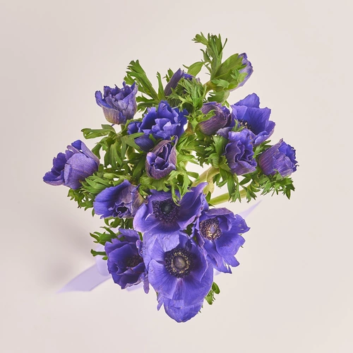 Product image Bouquet of 15 Purple Аnemones, packaging: White, vendor code: 3404
