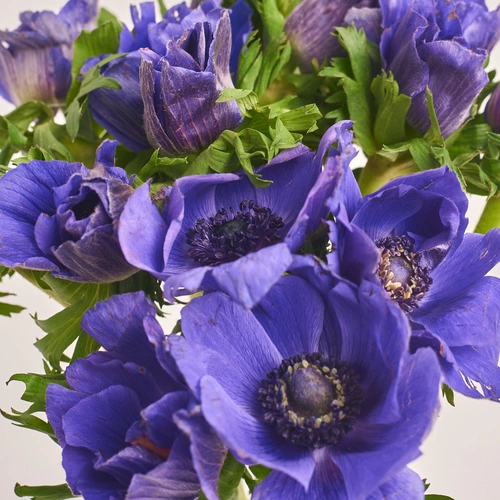 Product image Bouquet of 15 Purple Аnemones, packaging: White, vendor code: 3404