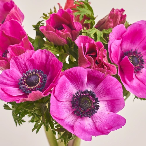 Product image Bouquet of 9 Crimson Аnemones, packaging: Pink, vendor code: 3405