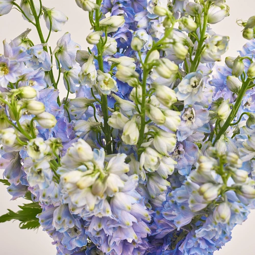 Product image Bouquet of 15 Delphiniums tender mix, packaging: Gray, vendor code: 3406