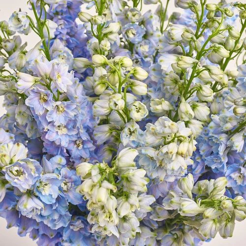Зображення товару Букет 25 Дельфініумів ніжний мікс, пакування: Біла, артикул: 3407