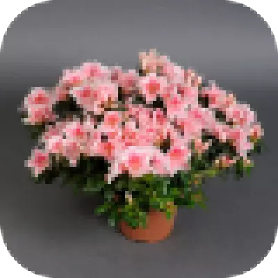 Product image Cactus TEST, packaging: Composite light pink, vendor code: 402