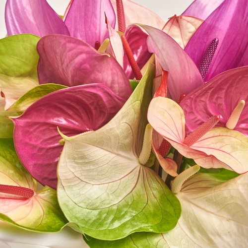 Product image Bouquet of 25 Аnthuriums mix, packaging: White, vendor code: 3408