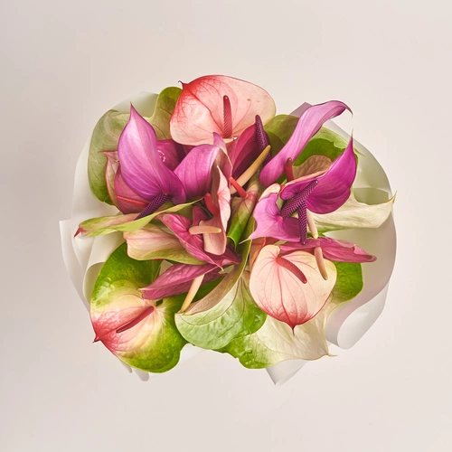 Product image Bouquet of 25 Аnthuriums mix, packaging: White, vendor code: 3408
