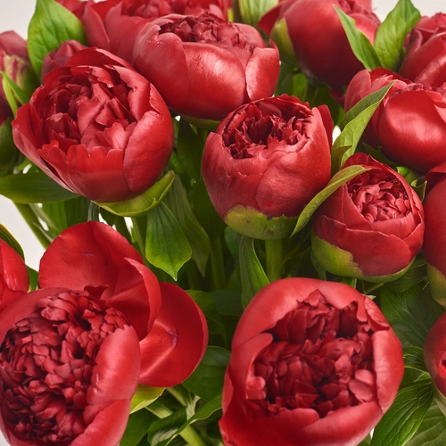 Product image Bouquet 25 Red Peonies, packaging: Pink, vendor code: 3409