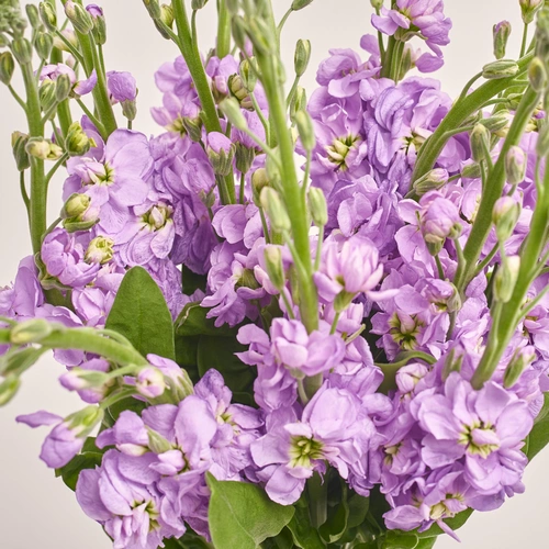 Product image Bouquet of 15 Matthioles Lavender, packaging: Gradiens violet, vendor code: 3414