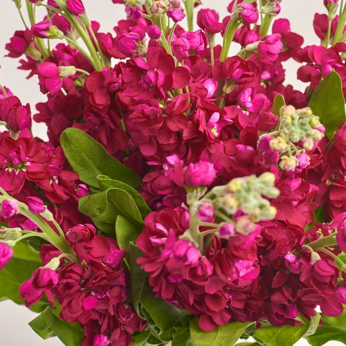 Product image Bouquet of 15 Red Matthioles, packaging: Blue, vendor code: 3415